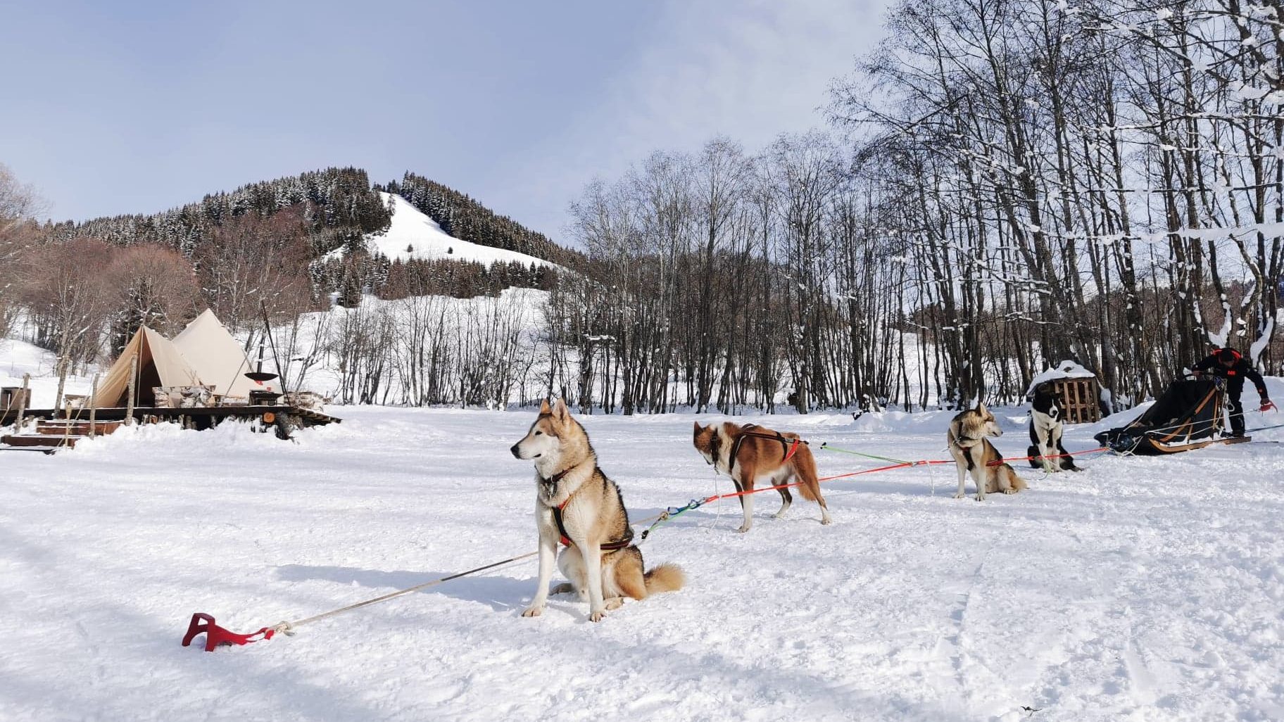 chien-de-traineau-evo2-megeve