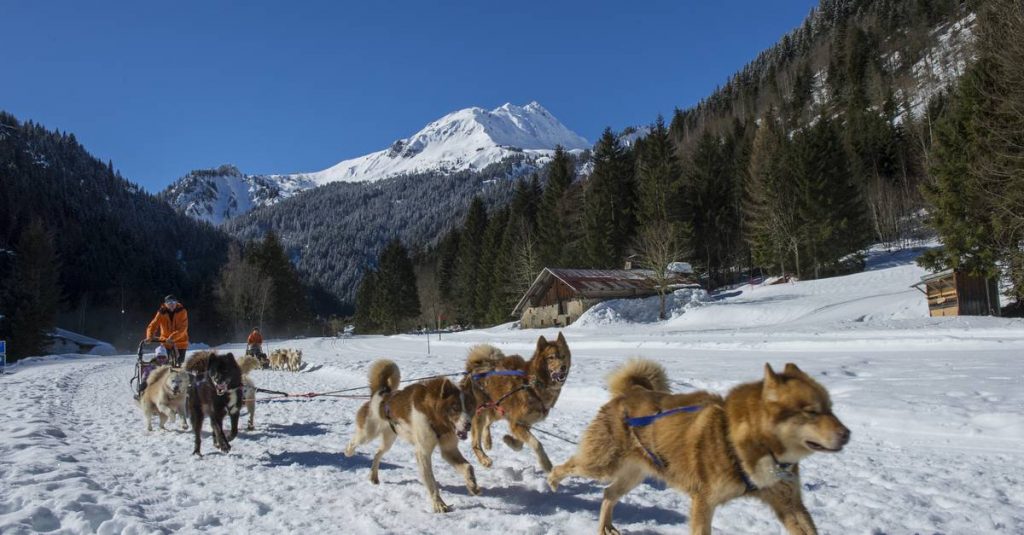 chien-de-traineau-les-contamines